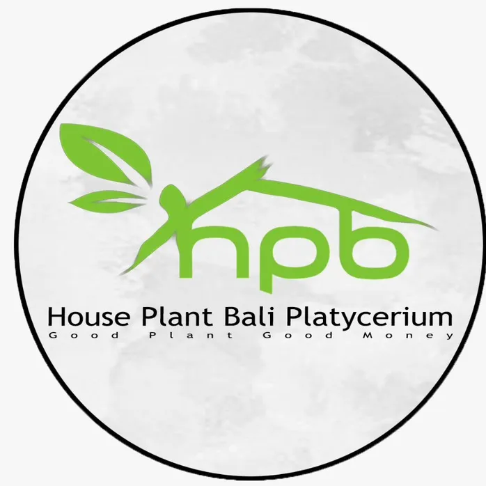 House Plant Bali Platycerium