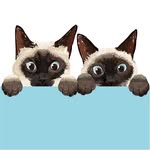 Coony（クーニー）｜猫専門イラストレーター