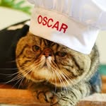 Oscar The Bull Cat