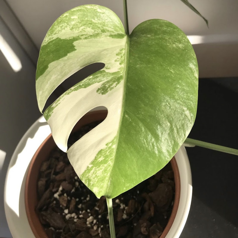 munich bloom