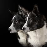 Jarvis and Parker, The Dutch Corgi(s)