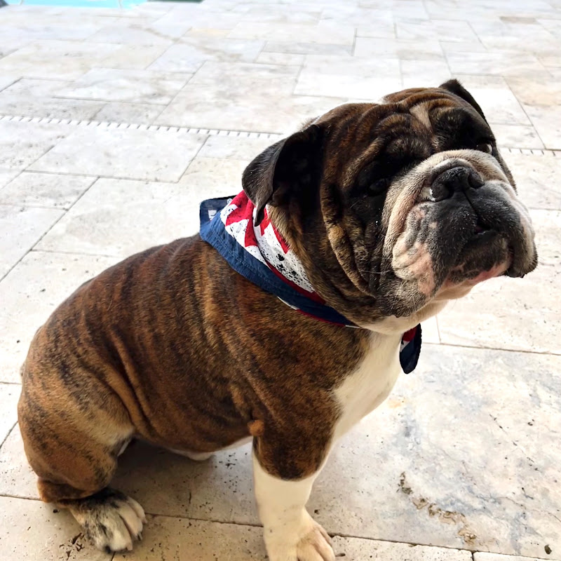 RockyTheBulldog
