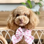 Poppy the Shmoodle (Toy Poodle x Maltese x Shih Tzu)
