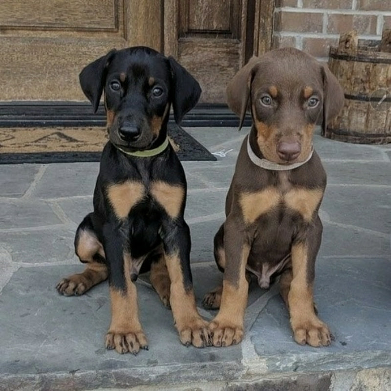 DobermanCouple