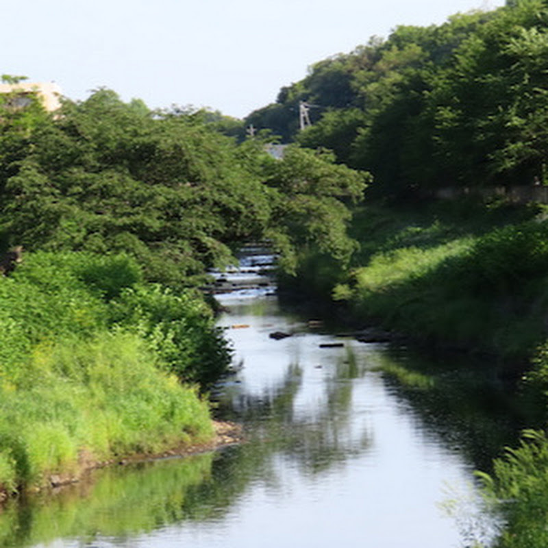 野川のいきもの