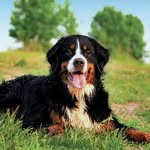 Bernese Mountain Dogs