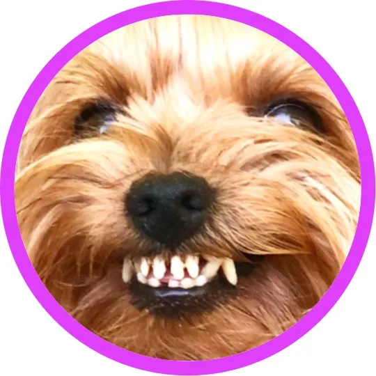 Злой Пёс🇺🇦