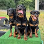 ZEUS, HERA & NYX  🖤💜🧡🐾🐾🏴󠁧󠁢󠁳󠁣󠁴󠁿EDI
