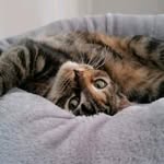 Spot Op de Beeck