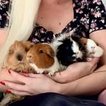 Emma - Swedish Piggy Mafia 🐹🇸🇪