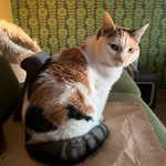 Marvin🐱 ~ Millie🐱