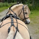 horsemanship, driving & riding