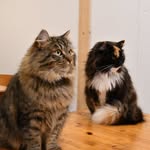 Fia and Mjausi