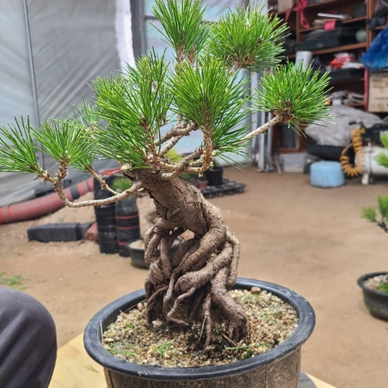 소나무분재 의 모든것