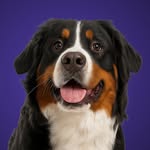 Tommy | Bernese Mountain Dog