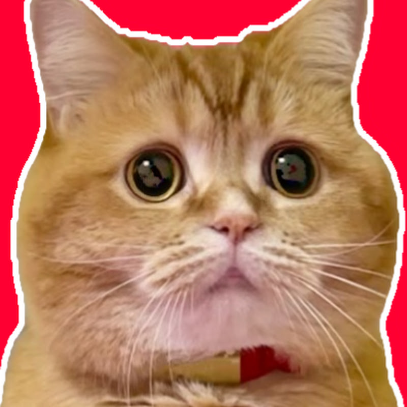 もこまるファミリー【赤ちゃんと猫2匹との暮らし】