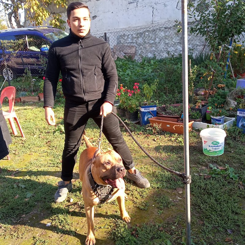 ÇİÇEKLER VE SEVİMLİ DOSTLAR 🐕‍🦺