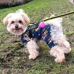 🇧🇪Moose The Yorkie Bichon🇨🇦