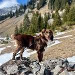 Buddy🐾 | Australian Shepherd | Hundelifestyle