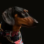 SôTôr, the 🌭🐶