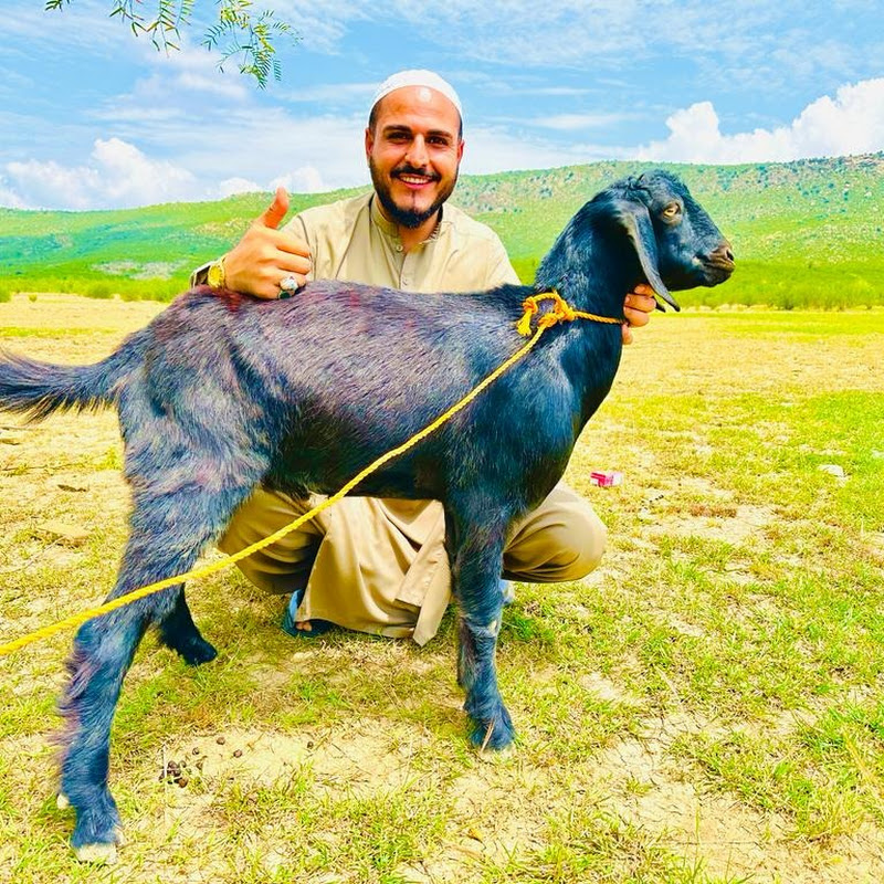 Ilyasbangash desi food