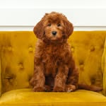 Utah Goldendoodles