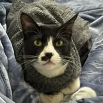 FIGO the Tom cat