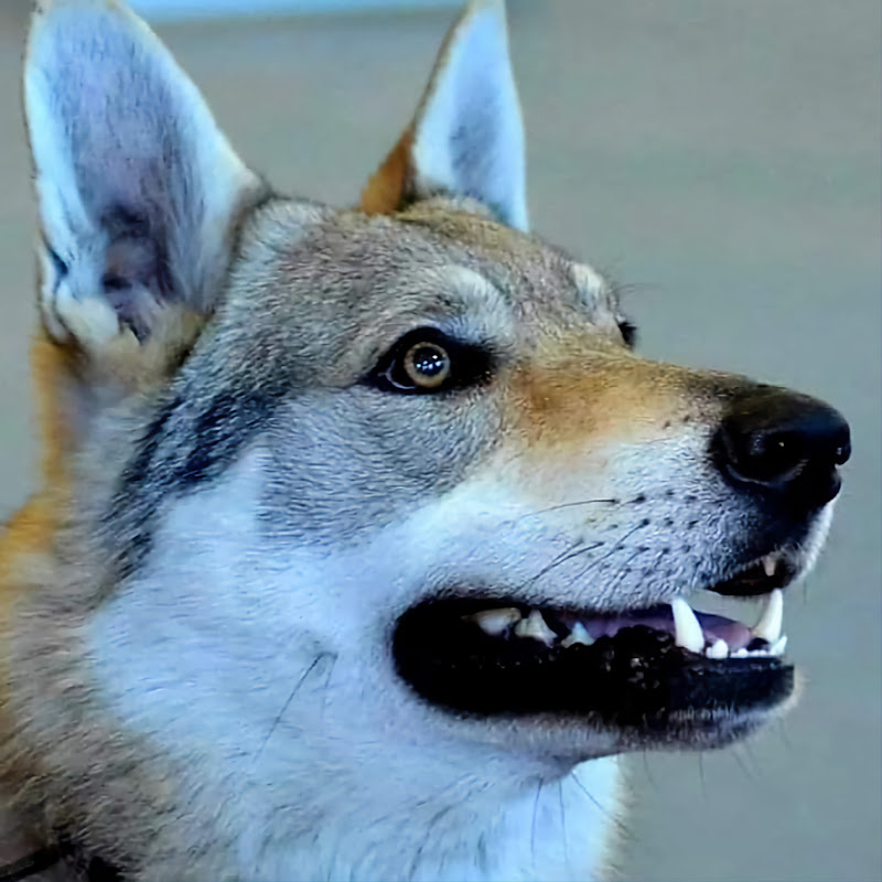 LUPI ACTORI 🇷🇴 ACTING WOLVES