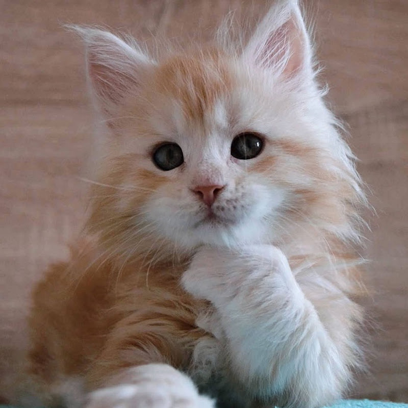 lovely Cat lover