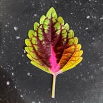 Glad i palettblad / Coleus lover