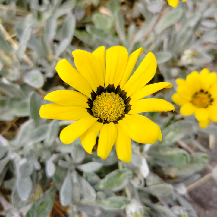 Samsung galaxy lover😍