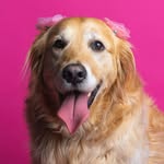 Aurora the Golden Retriever