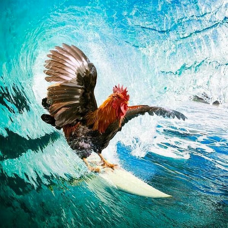 RaiseYourChicken