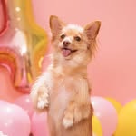 Mia volpina🌸 |dog model & pet influencer
