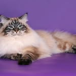 Siberian, Neva Masquerade kitten.