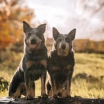 Diesel & Jessy