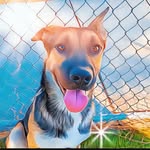 Downey Dogs & Cats Networking Page 🐾ADOPT🐾FOSTER 🐾SHARE🐾