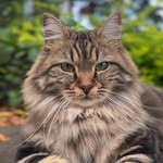 Noisette 😸 Petfluencer & UGC