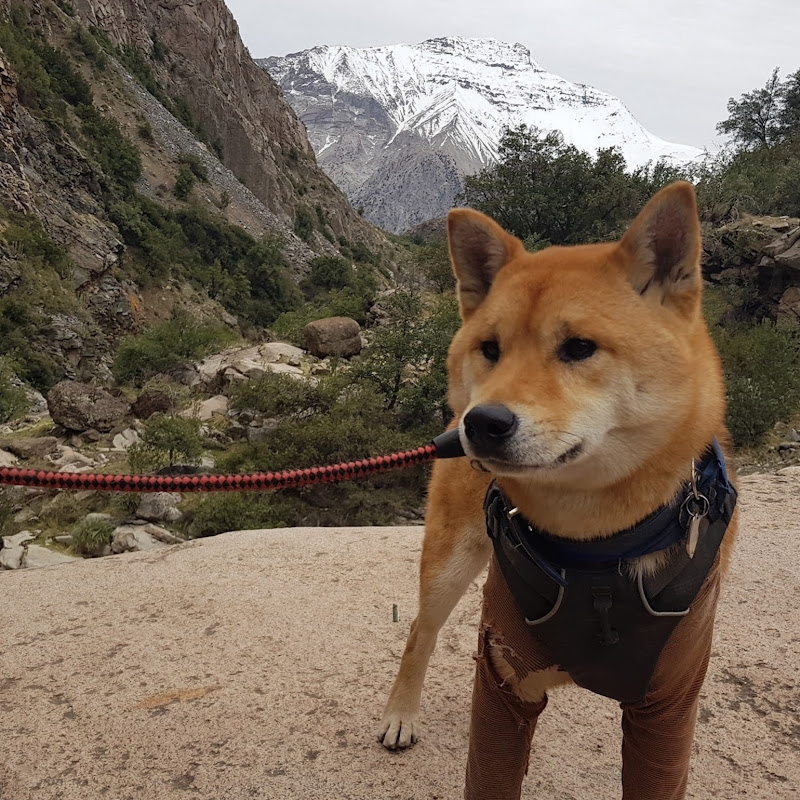 Toshi Inu