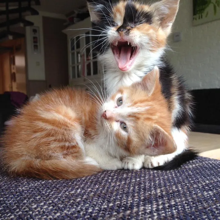 Miep the Cat and Friends
