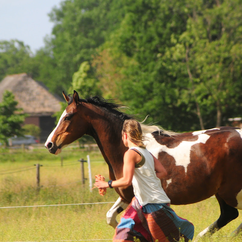 Raven and the horses