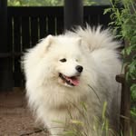 Masha samoyed