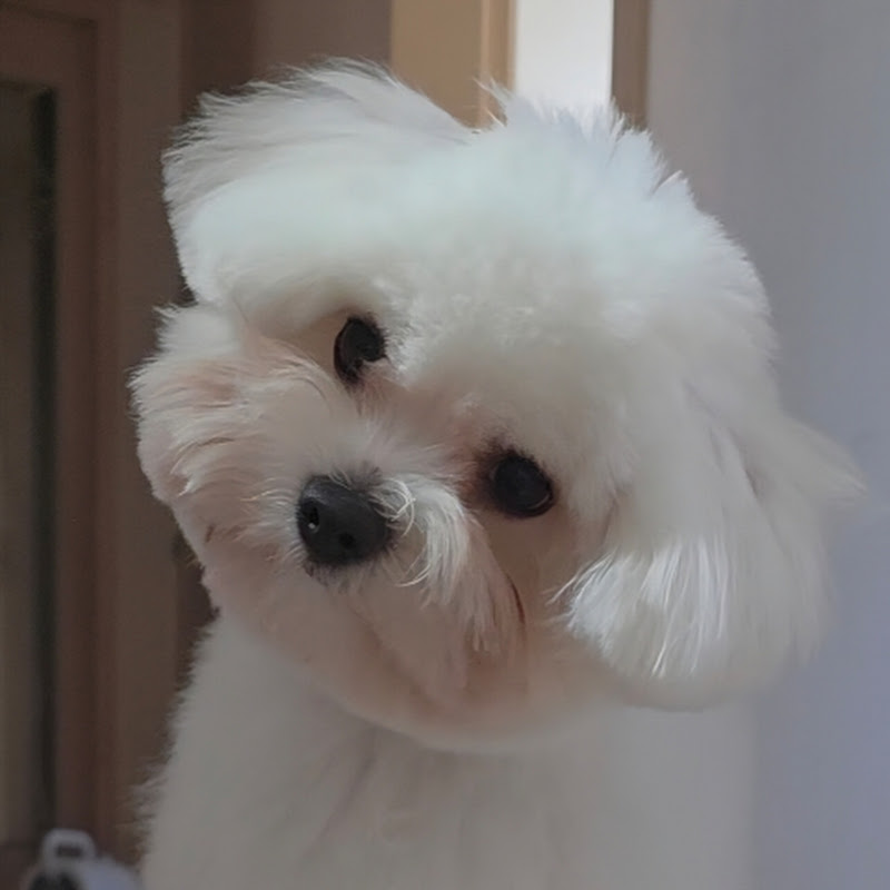 꽃강아지 진달래 