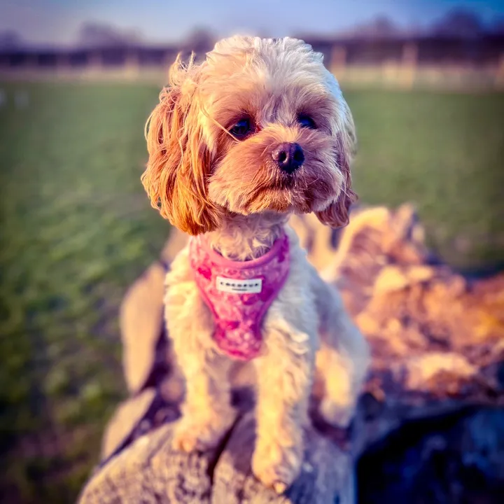 LittleMissBambi_Cavapoo