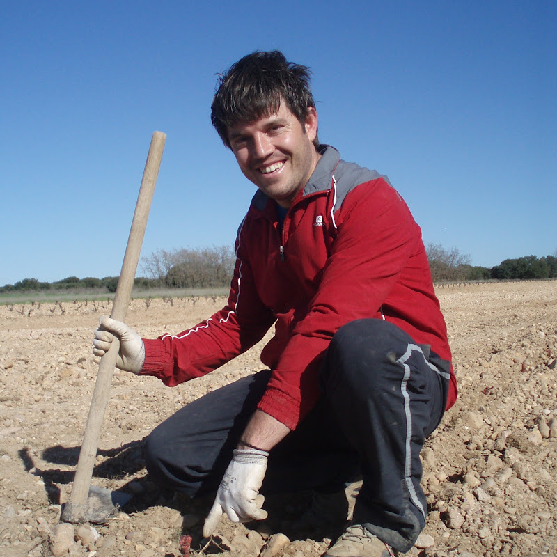 Viticultura en Ribera del Duero