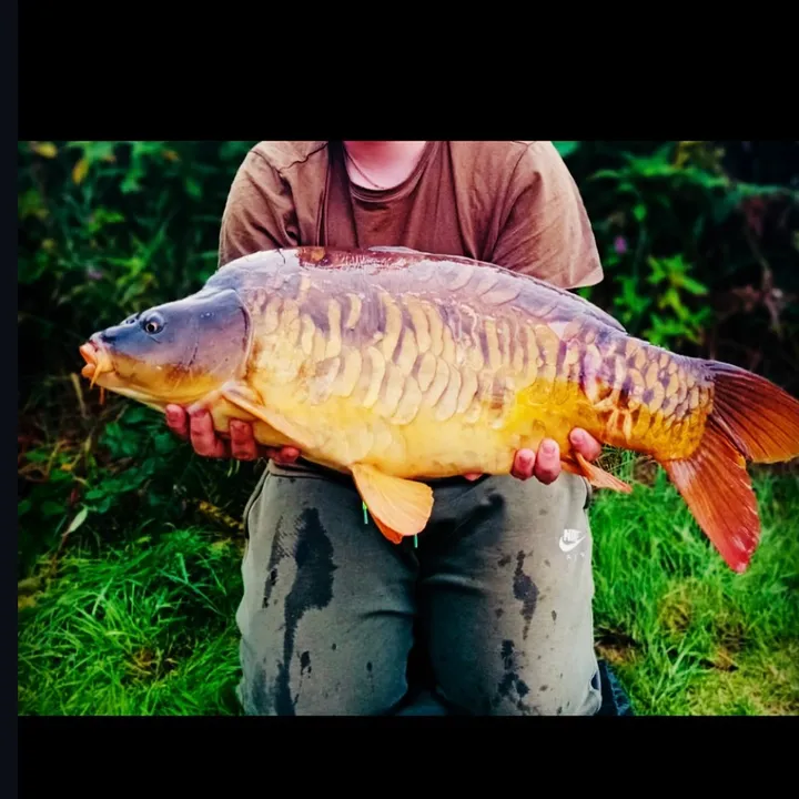 🟡PINEAPPLE🟡POPUP🟡