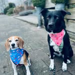 Zara & Flick 📍🇳🇱🇬🇧