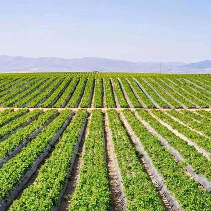 peru agro
