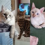 Follow us to see our adventures! 😻