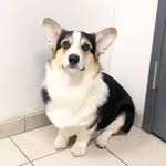 Graffiti the Corgi